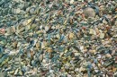 Poissons corail au bord de la plage (4) * 768 x 512 * (230KB)
